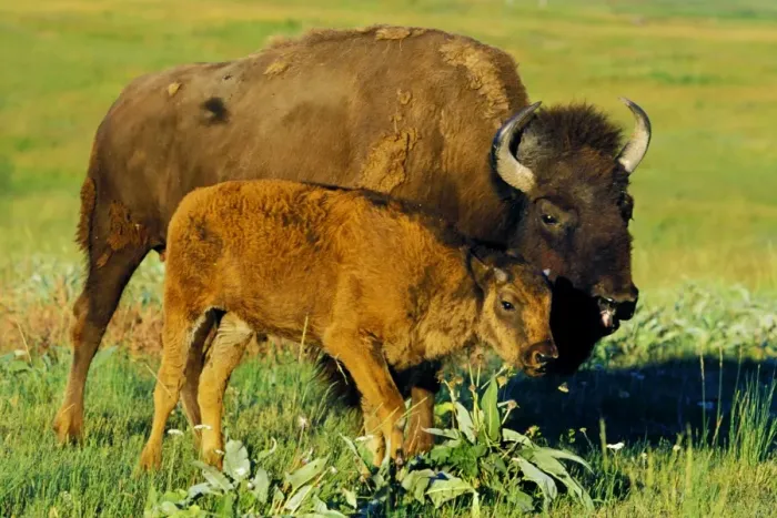 Framed Print : Bison - cow with calf Western U. S. A. MB310 Framed Print : Bison - cow with calf Western U. S. A. MB310