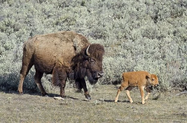 Bison - cow with young calf May - Yellowstone National Park - Western U. S. _E7A3157