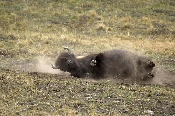 Bison Dust bathing which happens more often during the rut Hayden Valley, Yellowstone NP USA