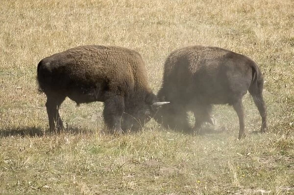Bison fighting Young males showing aggresion during the rut Hayden Valley, Yellowstone NP USA