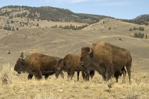 Bison Group of animals in Hayden Valley Yellowstone NP USA