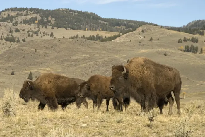 Framed Print : Bison Group of animals in Hayden Valley Yellowstone NP USA Framed Print : Bison Group of animals in Hayden Valley Yellowstone NP USA