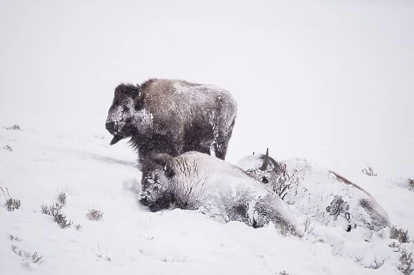 Bison group covered in snow following blizzard. Yellowstone National Park, USA