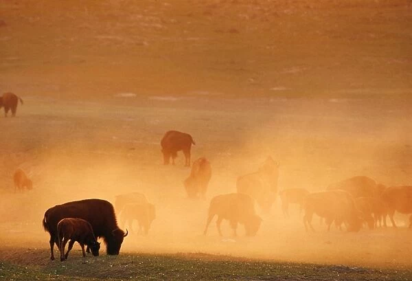 Bison - herd on dusty morning. Western USA
