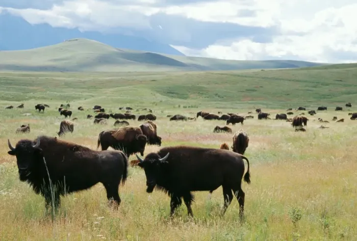Framed Print : Bison Herd, National Bison Range, Montana, USA Framed Print : Bison Herd, National Bison Range, Montana, USA