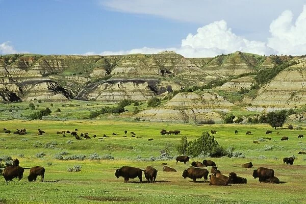 Bison - herd Theodore Roosevelt National Park, North Dakota, USA. MB211