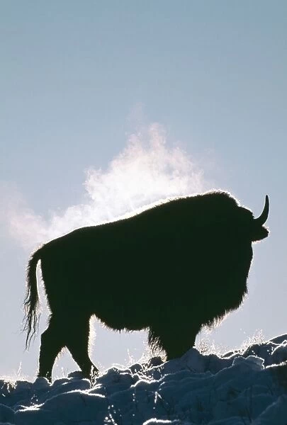 Bison JZ 72 Cold morning in Haydon valley Yellowstone N. P. Bison bison © Jim Zipp  /  ARDEA LONDON