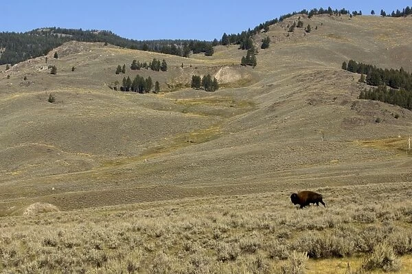 Bison Lone bull in Hayden Valley Yellowstone NP USA