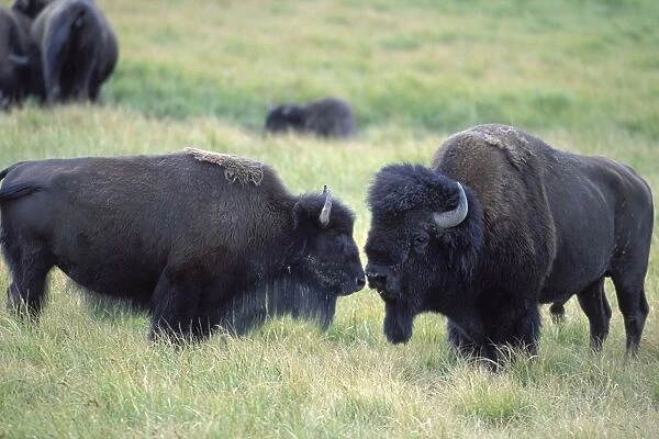 Bison - male and female - Yellowstone National Park - Montana