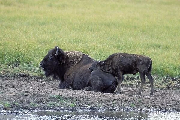 Bison - mother and calf - Yellowstone National Park - Montana