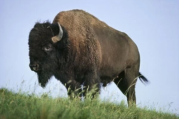 Bison National Bison Range, Montana, USA