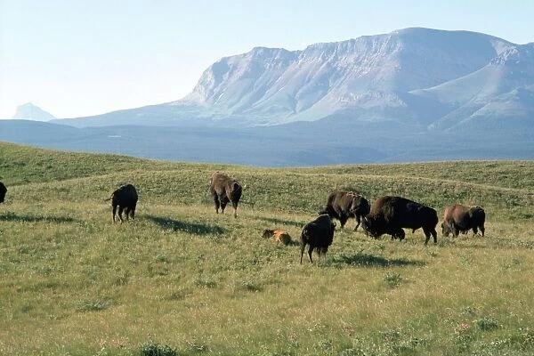 Bison - North American Plains