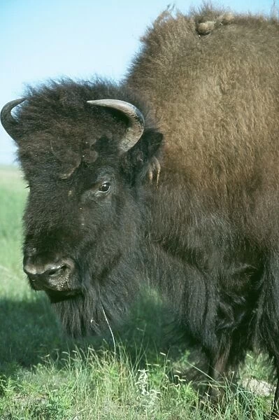 Bison PM 8982 Prairies, USA Bison americana © Pat Morris  /  ARDEA LONDON