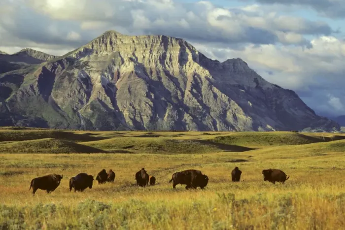 Framed Print : Bison - on prairie East side of Waterton Lakes National Park, Alberta, USA. MB36