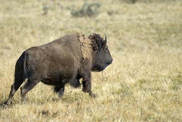 Bison running Hayden Valley Yellowstone NP USA