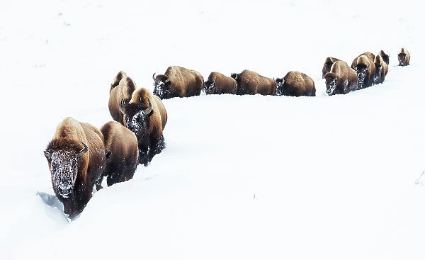 Bison, winter migration