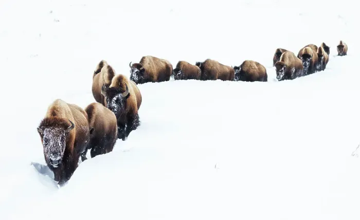 Framed Print : Bison, winter migration Framed Print : Bison, winter migration