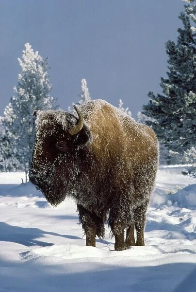 Bison - in winter - Yellowstone National Park USA