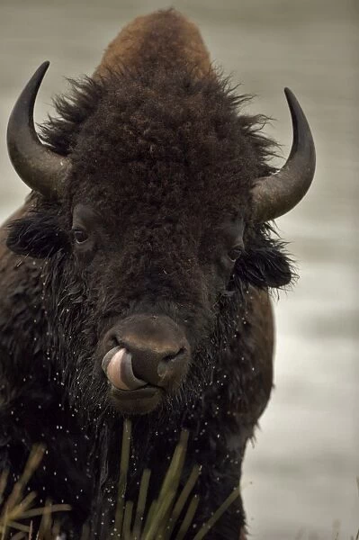 Bison - Wyoming, USA - Male showing tongue - Commonly called buffalo - Males weigh up to 2000 pounds-heaviest land mammal in North America-Nearly went extinct by 1894 due to hunting prompting Congress to pass the National Park Protective Act which