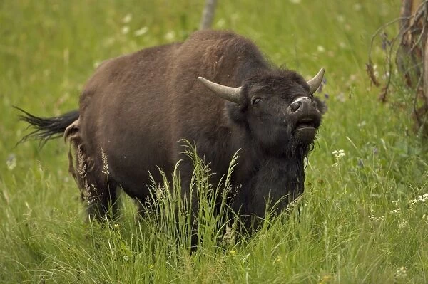 Bison - Wyoming, USA - Male vocalizing (bellowing) during rut - Commonly called buffalo - Males weigh up to 2000 pounds-heaviest land mammal in North America-Nearly went extinct by 1894 due to hunting prompting Congress to pass the National Park