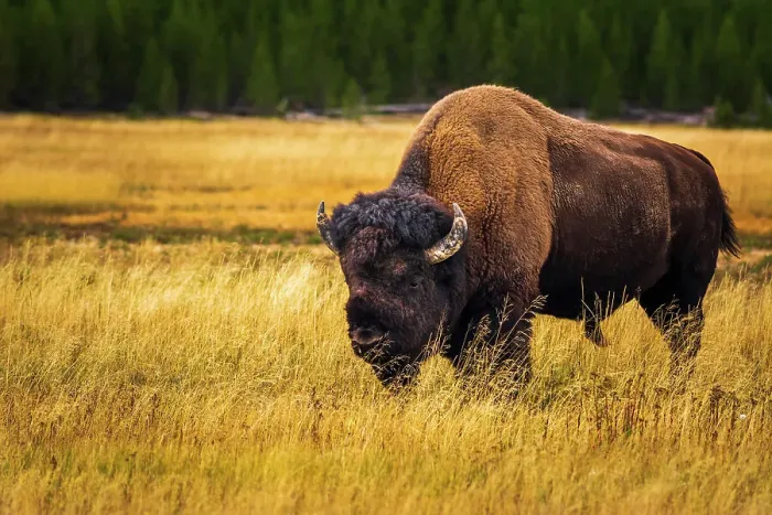Framed Print : Bison, Yellowstone National Park, Wyoming, USA. Date: 25-05-2021 Framed Print : Bison, Yellowstone National Park, Wyoming, USA. Date: 25-05-2021