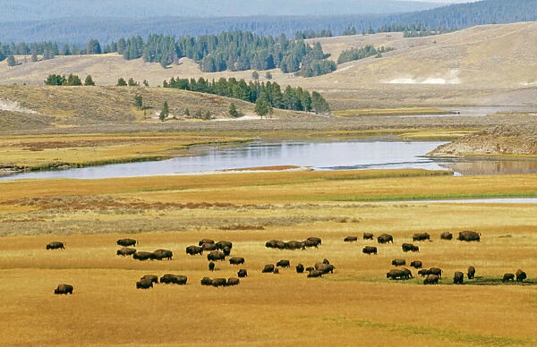 Bison - Yellowstone National Park, USA