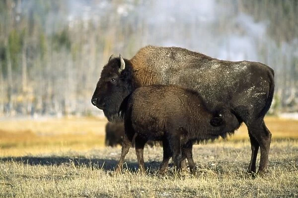 Bison - young suckling - Yellowstone National Park, USA