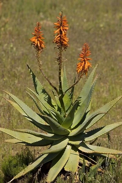 Bitter Aloe  /  Red Aloe - a source of cosmetic materials - growing wild in South Africa