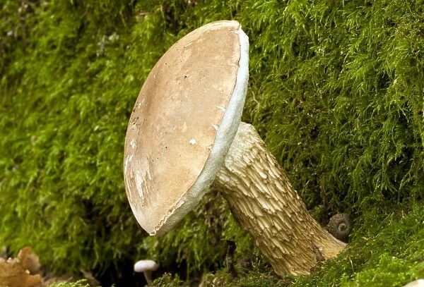 Bitter Bolete fungi - at base of Oak tree - Langley Wood - Wiltshire - UK