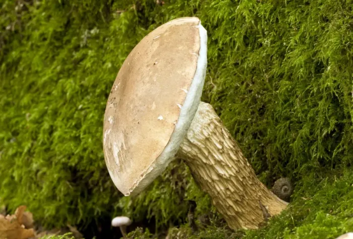 Framed Print : Bitter Bolete fungi - at base of Oak tree - Langley Wood - Wiltshire - UK Framed Print : Bitter Bolete fungi - at base of Oak tree - Langley Wood - Wiltshire - UK