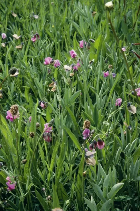 Framed Print : Bitter Vetch - old pasture Synonym: Lathyrus montanus Framed Print : Bitter Vetch - old pasture Synonym: Lathyrus montanus