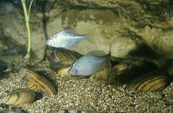 Bitterling Fish Male & Female With Mussels where they lay eggs British Freshwater