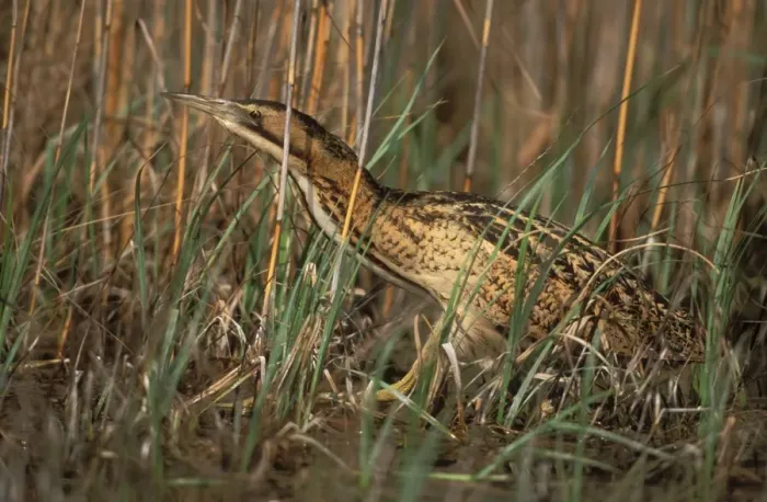 Framed Print : Bittern. USH-92. BITTERN - within long grass Framed Print : Bittern. USH-92. BITTERN - within long grass
