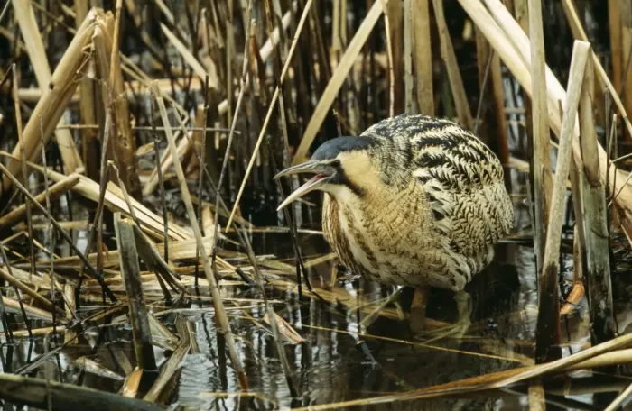 Framed Print : Bittern Calling, in reeds Framed Print : Bittern Calling, in reeds