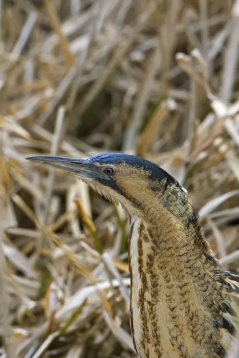 Framed Print : Bittern - Close up head -Norfolk UK Framed Print : Bittern - Close up head -Norfolk UK