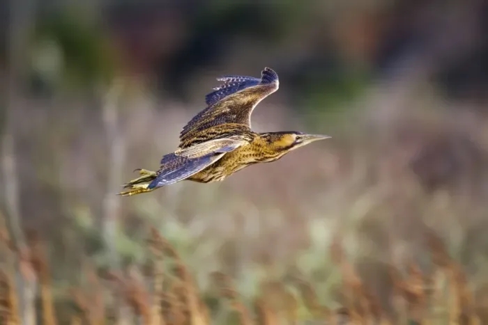Framed Print : Bittern - in flight - Marazion - Cornwall - UK Framed Print : Bittern - in flight - Marazion - Cornwall - UK