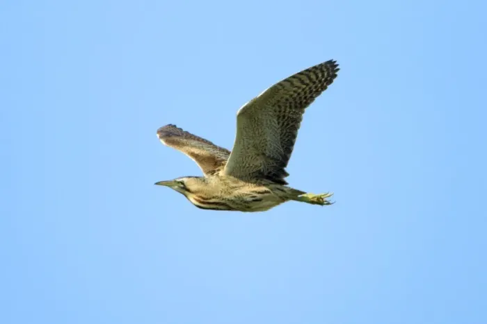 Framed Print : Bittern - in flight, Texel, Holland Framed Print : Bittern - in flight, Texel, Holland