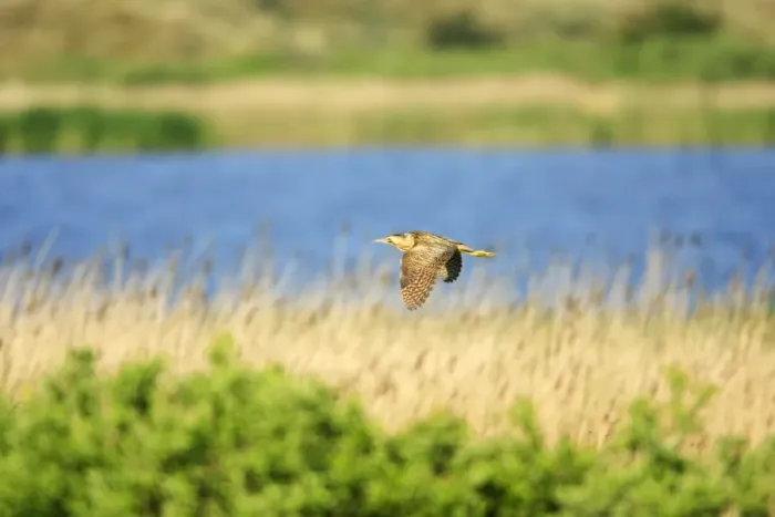 Framed Print : Bittern - flying over breeding territory, Texel, Holland Framed Print : Bittern - flying over breeding territory, Texel, Holland