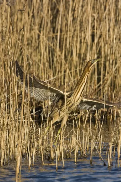 Framed Print : Bittern - Flying off from reed edge - December - Norfolk UK Framed Print : Bittern - Flying off from reed edge - December - Norfolk UK