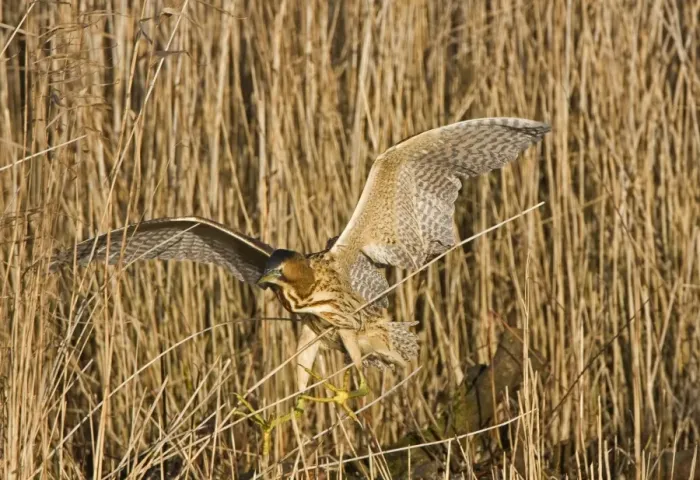 Framed Print : Bittern - Landing in reed bed - showing large feet-December -Norfolk UK Framed Print : Bittern - Landing in reed bed - showing large feet-December -Norfolk UK
