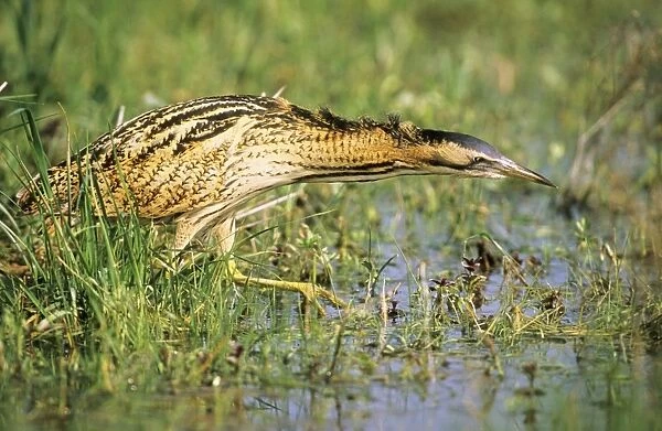 Bittern - outside reed beds searching for prey