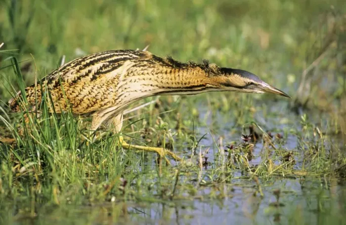 Framed Print : Bittern - outside reed beds searching for prey Framed Print : Bittern - outside reed beds searching for prey