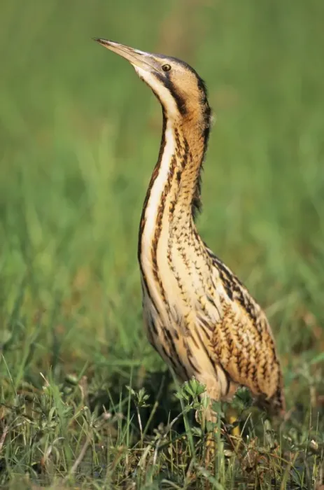 Framed Print : Bittern - Outside reed beds searching for prey Framed Print : Bittern - Outside reed beds searching for prey
