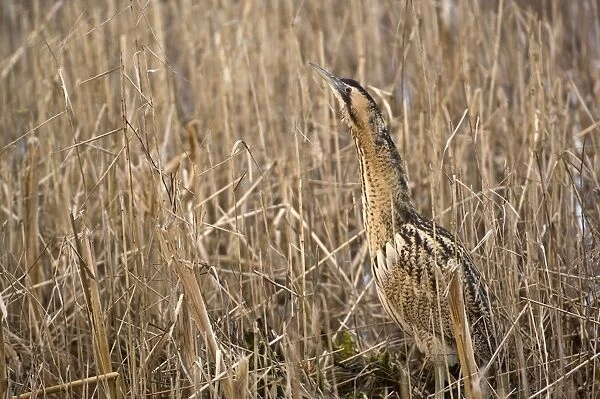Bittern - In reedbed neck raised - South Yorkshire - England