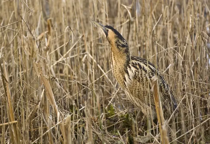 Framed Print : Bittern - In reedbed neck raised - South Yorkshire - England Framed Print : Bittern - In reedbed neck raised - South Yorkshire - England
