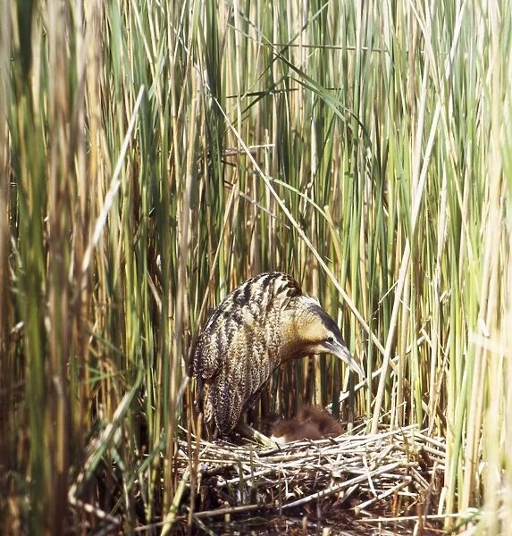 Bittern - in reeds at nest with chicks