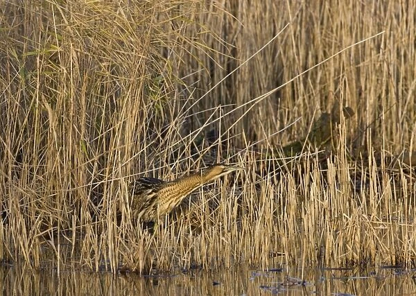 Bittern -Stalking in reeds - December- Norfolk UK