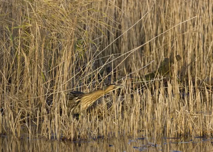 Framed Print : Bittern -Stalking in reeds - December- Norfolk UK Framed Print : Bittern -Stalking in reeds - December- Norfolk UK