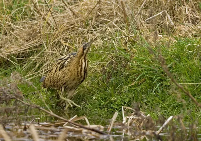 Framed Print : Bittern - Stalking along water edge showing large feet- Feb- Norfolk UK Framed Print : Bittern - Stalking along water edge showing large feet- Feb- Norfolk UK