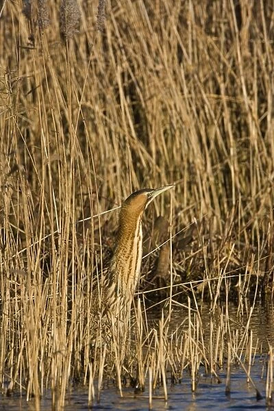 Bittern - Standing with neck up on reed edge - December- Norfolk UK